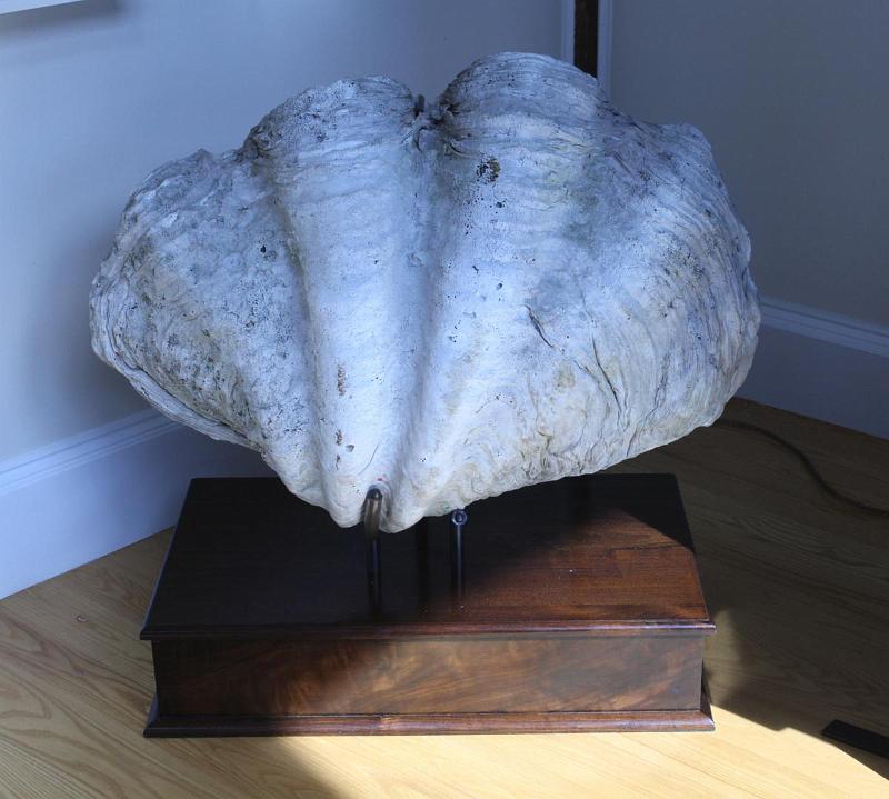 Rare Giant Clam Shell (Tridacna gigas)