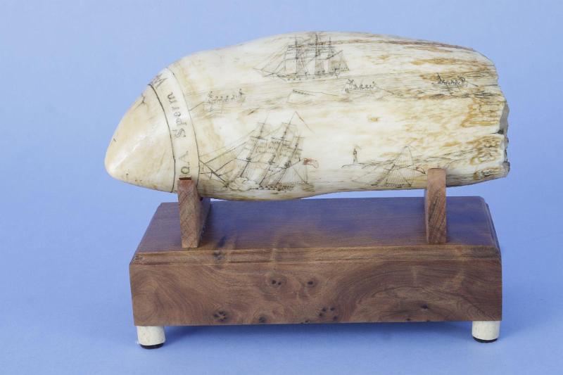 Scrimshaw Polychrome Whales tooth Dated June 11, 1830