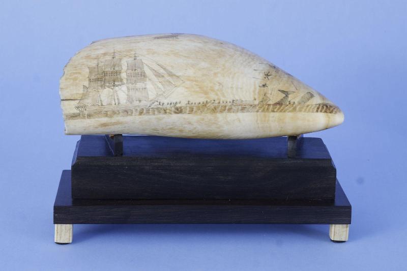 SCRIMSHAW WHALE'S TOOTH WITH WHALING SCENE AND U.S. NAVAL VESSELS, American circa 1840