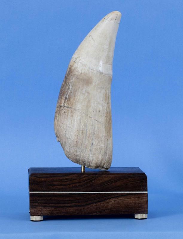 Exceptionally Large 10 1/4" Tall Sperm Whale Tooth, 19th century