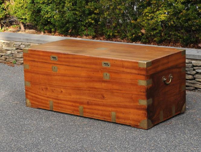 Unusually Large Camphor Wood Trunk